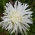 ดอกเบญจมาศดอกแอสเตอร์ "โอปอล" - สีขาว - Callistephus chinensis  - เมล็ด