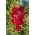 Snapdragon "Jan" - cao, nhiều màu đỏ carmine - Antirrhinum majus maximum - hạt