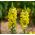 Snapdragon umum "Kanarienvogel" - tinggi, varietas kuning - Antirrhinum majus maximum - biji