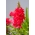 Snapdragon umum "Samurai" - tinggi, variasi merah muda - Antirrhinum majus maximum - biji
