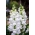 일반적인 금어초 "센티넬 화이트 스피어"- 키가 큰 흰색의 다양성 - Antirrhinum majus maximum - 씨앗