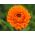 Dwarf pot marigold "Promyk" - Calendula officinalis - biji