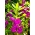 Садовий бальзам "Сандра"; садовий ювелірний порошок, троянд бальзам, плямистий щеняч, дотик-ні - Impatiens balsamina - насіння