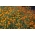 Сигнет мариголд "Старфире" - мешавина сорти - 585 семена - Tagetes tenuifolia