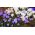 White–purple crocus set – 60 pcs