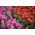 Raudona tulpė ir rožinė hiacinta - 40 vnt - 