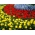 ดอกทิวลิปสีเหลืองดอกทิวลิปสีแดงและผักตบชวาองุ่นสีน้ำเงิน - 45 ชิ้น - 