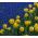 Sarja keltaista tulppaania ja sinivihreää rypäleen hyasinttia - 50 kpl