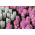 Auswahl der rosa und weißen Hyazinthen - 24 Stück