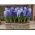 Tricolor hyacint sett - 27 stk - 
