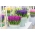 Набор гиацинтов с фиолетовыми цветами - 27 шт. - 