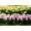 Bílý narcis a růžový hyacint - 29 ks - 