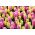 Conjunto de jacintos rosa e amarelo - 24 peças - 