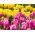 Pink and yellow–flowered tulip set – 50 pcs