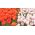 Rood en wit-paarse tulpenset - 50 st - 