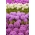 Purpura un balto ziedu garš dekoratīvais ķiploku komplekts - 10 gab - 