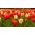 Röd tulpan och vit påsklilja - 50 stycken set - 