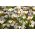 Σετ φυτών Bicolour - κρέμα-λευκή και κόκκινη τουλίπα και μωβ-λευκό κρόκος - 60 τεμ - 