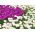 Auswahl der gefüllten Tulpen - violett und weiß blühend - 50 Stück