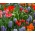 Nenavadni tulipani in modri grape hijacint - 29 kosov - 