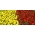 Franču kliņģerīte - brūna + dzeltena - divu šķirņu sēklu komplekts -  - sēklas