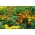 Fransk marigold - frø av 4 varianter - 