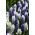 Blåvit hyacintuppsättning - 24 st - 