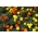 Franču kliņģerīte II - 4 ziedaugu sugu sēklas - 