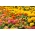 Циннія з квіточками георгінів + французький календули - набір насіння двох видів - 