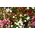 Daisy pomponette rosa, vermelho e branco - sementes de 3 variedades - 
