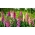 Foxglove - semillas de 4 variedades - 