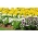 Horned pansy + garden pansies - seeds of 3 flowering plants' varieties