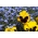 Large-flowered garden pansy + blue forget-me-not - a set of seeds of two flower species