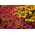 Zinnia rosa + caléndula francesa - un conjunto de semillas de dos especies de plantas con flores - 