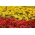 लाल फूल के साथ लगातार खिलने वाली + बड़ी फूल वाली पीले रंग की फ्रेंच गेंदा - 2 फूलों वाले पौधों की प्रजातियाँ - 