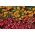 Sürekli çiçek açan kırmızı begonya + Fransız kadife çiçeği - 2 çiçekli bitki türünün tohumları - 