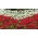 Bílé a červené pelargónie - semena dvou odrůd kvetoucích rostlin - 