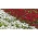 Pomponette daisy - white + red - ชุดของเมล็ดของสองสายพันธุ์ - 