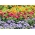 Flossflower, zinnia vườn và zinnia Ba Tư - hạt giống của 3 giống cây hoa - 