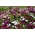 大輪ガーデンパンジー+大輪デイジー -  2種類の花の種のセット -  - シーズ
