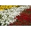 Scarlet šalavijas, didelių gėlių Petunija ir medetkų - 3 žydinčių augalų rūšių sėklos - 