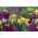 Gelbe Kaiserkrone und violette Tulpe - 18 Stück