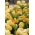 Tulipa amarela imperial e tulipa amarela com duas flores - conjunto de 18 peças - 