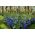 Oransje krone imperial og blå drue hyacinth - 12 stk sett - 