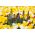 Zwarte Perzische lelie en witte, oranje en gele tulpen - 18 st - 