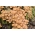 Honningsvamp - Stor pakke - 100 stk - gytepropper, myceliumpropper - 
