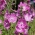 checkerbloom; ตัวตรวจสอบ, ทุ่งหญ้าชบา - Sidalcea malviflora - เมล็ด