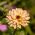 Насіння календули Рожеве сюрприз - Calendula officinalis - 120 насінин - насіння