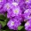 ホイアリーストック "Varsovia Hala"  - 深紅色 - 紫色。金色の花 - Matthiola incana annua - シーズ