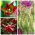 Auswahl der originellsten Tulpen - 6 Kulturvarietäten - 30 Stück